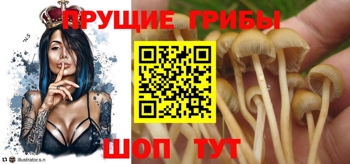 Знаменск  Галлюциногенные грибы Cubensis  Вход с VPN  Галлюциногенные грибы Psilocybine cubensis 